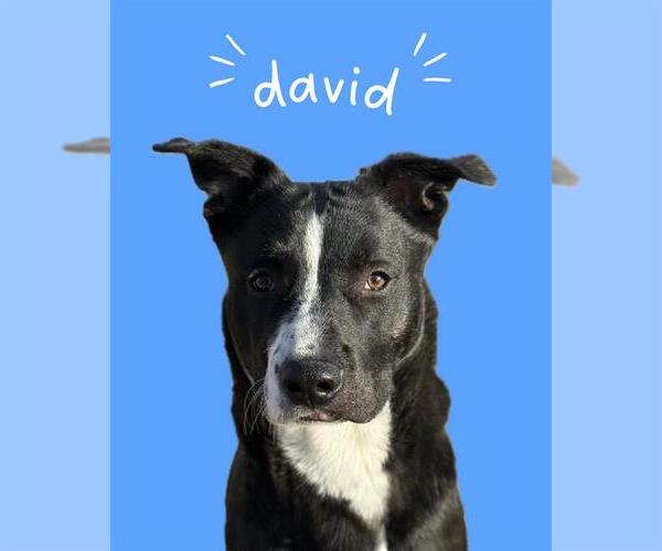 Medium Photo #2 Mutt Puppy For Sale in West Valley, UT, USA