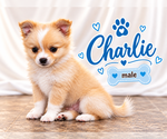 Litter of 4 - Male(s) and Female(s) ChiranianLitter of Puppies for Sale - Photo #10