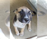 Small Australian Shepherd Mix