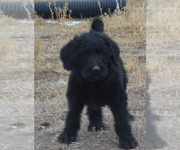 Medium Photo #21 Shepadoodle Puppy For Sale in FOUNTAIN, CO, USA
