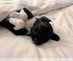 Puppy Bugle Aussie-Poo