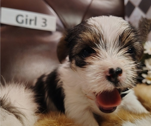 Medium Photo #1 Yorkshire Terrier Puppy For Sale in SAN ANTONIO, TX, USA