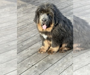 Tibetan Mastiff Puppy for sale in LITTLE CANADA, MN, USA
