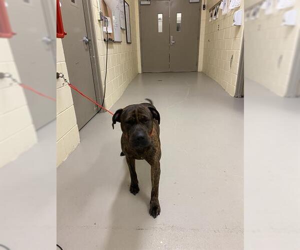 Medium Photo #1 Mastiff-Unknown Mix Puppy For Sale in Sanford, FL, USA