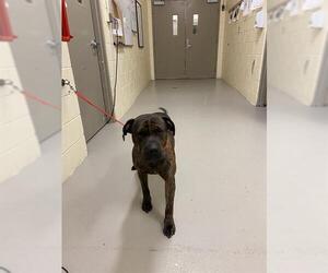 Mastiff-Unknown Mix Dogs for adoption in Sanford, FL, USA
