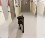 Small Mastiff Mix
