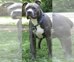 Small Photo #1 American Bully Puppy For Sale in PORT ORCHARD, WA, USA