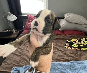 Boxer Puppy for sale in BLOOMINGTON, IL, USA