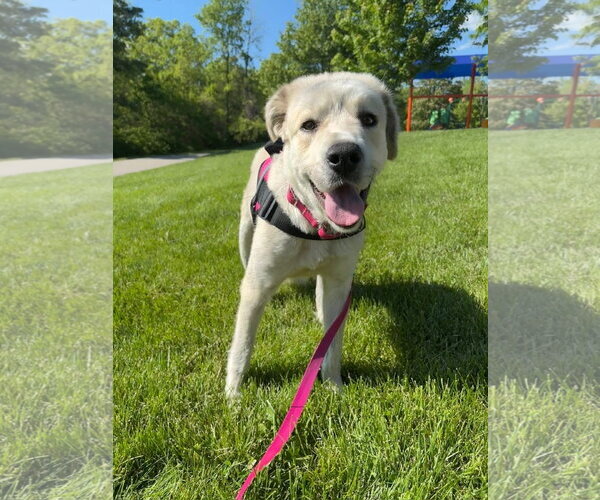 Medium Photo #4 Great Pyrenees-Unknown Mix Puppy For Sale in Germantown, OH, USA