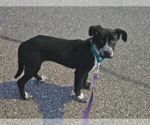 Siberian Husky-Unknown Mix Dogs for adoption in Woodbury, NY, USA