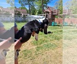 Puppy Puppy 4 blue Basset Hound