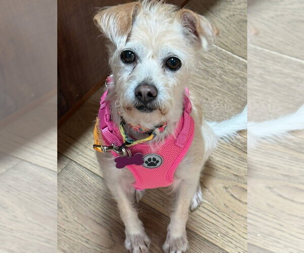 Medium Photo #8 Mutt Puppy For Sale in Mundelein, IL, USA