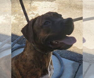 Boxador Dogs for adoption in Orangeburg, SC, USA