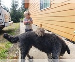 Small Photo #14 Goldendoodle Puppy For Sale in OLYMPIA, WA, USA
