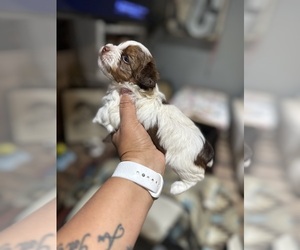 Yorkshire Terrier Puppy for sale in DUNCAN, OK, USA