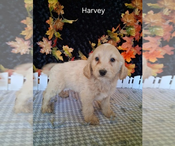 Medium Photo #2 Goldendoodle (Miniature) Puppy For Sale in MOUNT PLEASANT, MI, USA