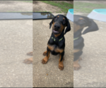 Puppy 1 Doberman Pinscher