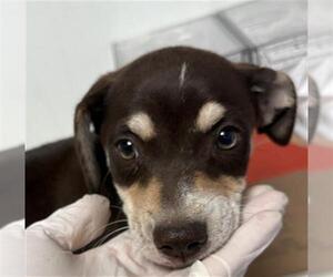 Chihuahua Dogs for adoption in Bakersfield, CA, USA