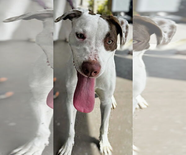 Medium Photo #2 Pointer-Unknown Mix Puppy For Sale in Royal Palm Beach, FL, USA