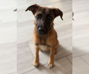 Medium German Shepherd Dog Mix