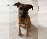 Small German Shepherd Dog Mix