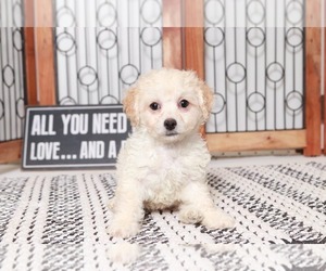 Poochon Puppy for sale in NAPLES, FL, USA