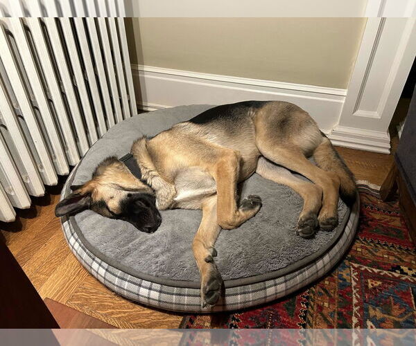 Medium Photo #4 German Shepherd Dog Puppy For Sale in Sandy, UT, USA