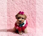 Small #1 Poodle (Toy)