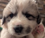 Puppy Yellow Female Great Pyrenees