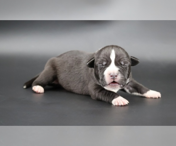 Medium Photo #1 American Bully Puppy For Sale in CHAMPAIGN, IL, USA