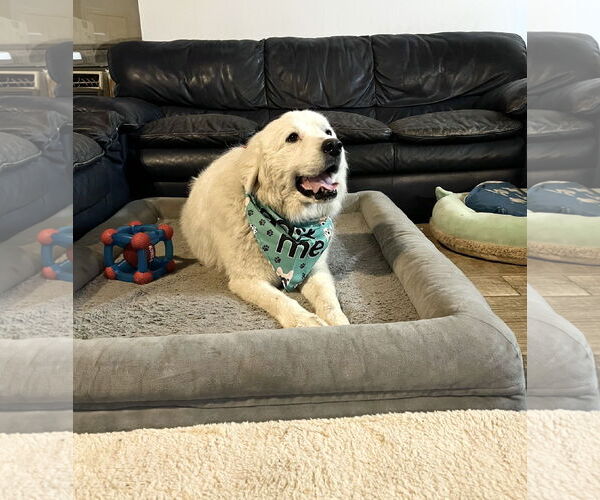 Medium Photo #11 Great Pyrenees Puppy For Sale in Spring, TX, USA