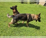 Small #5 German Shepherd Dog