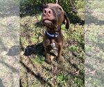 Small #3 Labrador Retriever Mix
