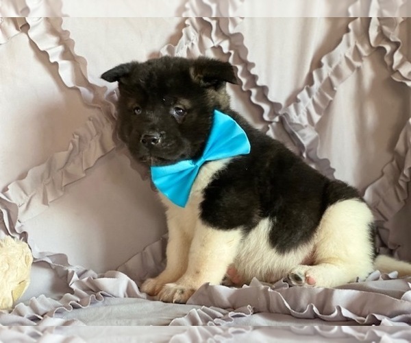 Medium Photo #5 Akita Puppy For Sale in LANCASTER, PA, USA