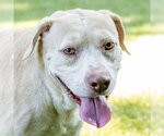 Small #2 Labrador Retriever Mix