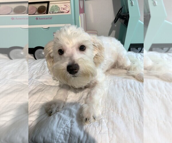 Medium Photo #3 Chonzer Puppy For Sale in MORENO VALLEY, CA, USA