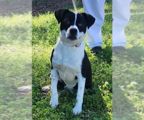 Medium Photo #3 Mutt Puppy For Sale in Wetumpka, AL, USA