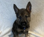 Small Photo #13 German Shepherd Dog Puppy For Sale in ANNA, TX, USA