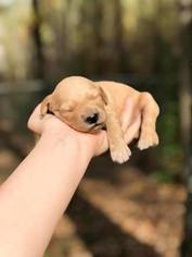 Goldendoodle Puppy for sale in SALEM, AL, USA