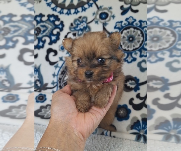 Medium Photo #3 Yoranian Puppy For Sale in LEWISBURG, KY, USA