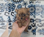 Small #2 Yoranian