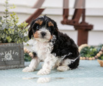 Puppy Pepper Cavapoo