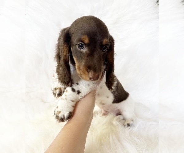 Medium Photo #5 Dachshund Puppy For Sale in DAVIS, CA, USA