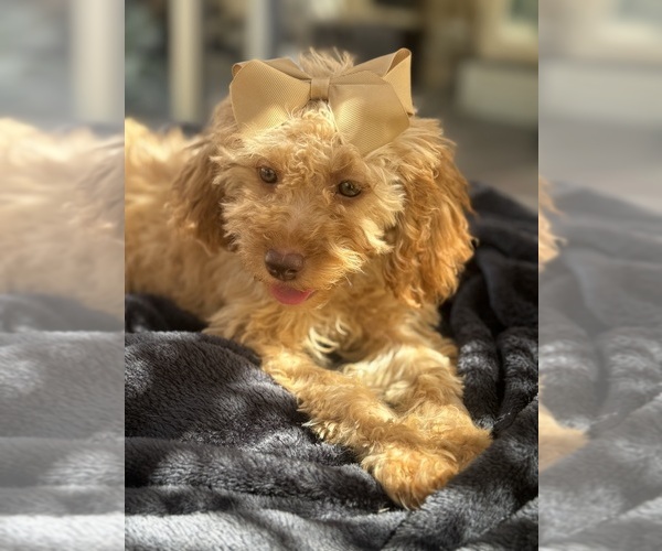 Medium Photo #4 Goldendoodle mix (+ Poodle Miniature) Puppy For Sale in MENIFEE, CA, USA
