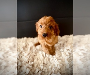 Cavapoo Puppy for Sale in CROSSVILLE, Tennessee USA