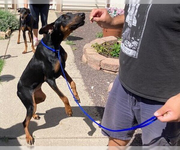 Medium Photo #2 Doberman Pinscher Puppy For Sale in Omaha, NE, USA