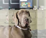 Small #4 Great Dane