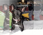 Small #2 Border Collie