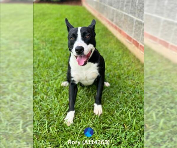 Medium Photo #1 American Pit Bull Terrier-Unknown Mix Puppy For Sale in Lacombe, LA, USA