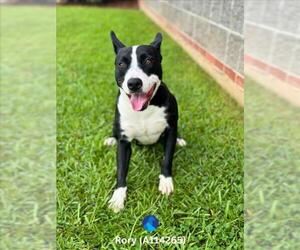 American Pit Bull Terrier-Unknown Mix Dogs for adoption in Lacombe, LA, USA